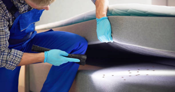 Best Termite Control Services  in Rock Rapids, IA