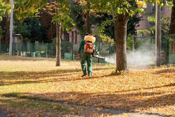 Best Flea Control Services  in Rock Rapids, IA