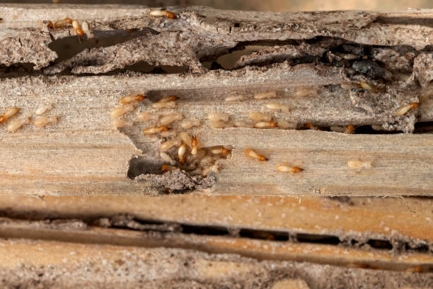 Pest Control for Restaurants in Rock Rapids, IA