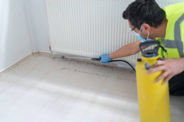 Best Affordable Pest Control Services  in Rock Rapids, IA